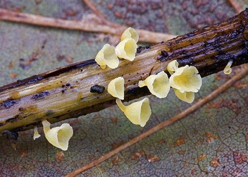 Calyptella capula